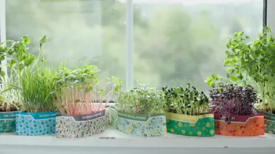 Bramble Hill Farm Microgreens