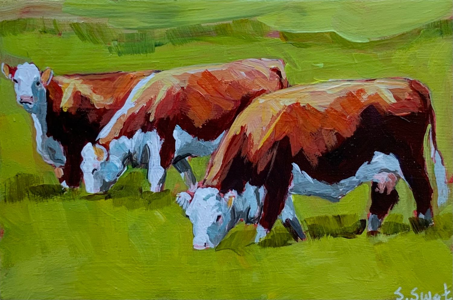 Valley Herefords 