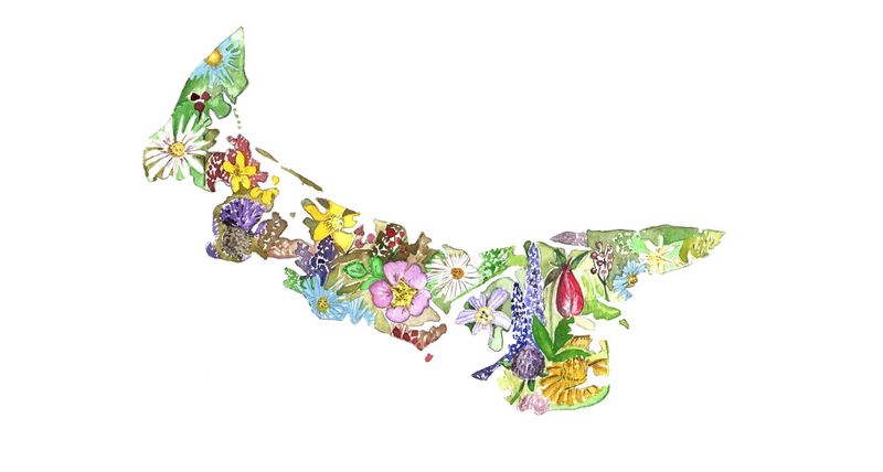 PEI Shoreline with Wildflowers Print- Sarah Duggan