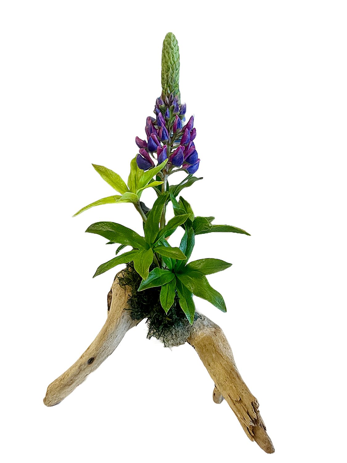 1 Stem Lupin on Driftwood 1 Stem Lupin on Driftwood