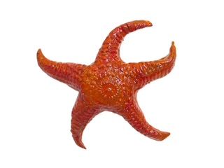 Starfish Red/Orange - Mary Jane Lundy