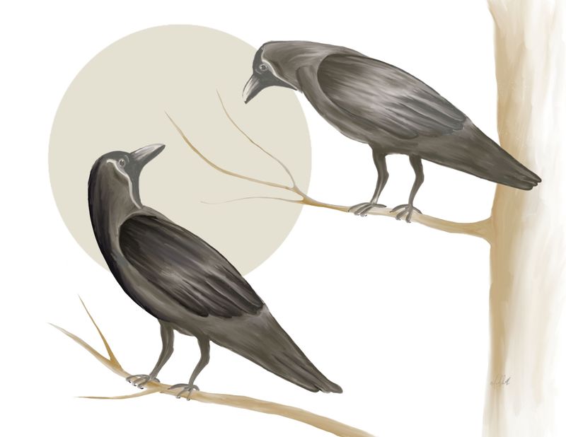 Two Crows Chatting 8x10 - MITM Two Crows Chatting 8x10 - MITM
