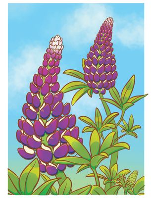 Lupin Card - MITM