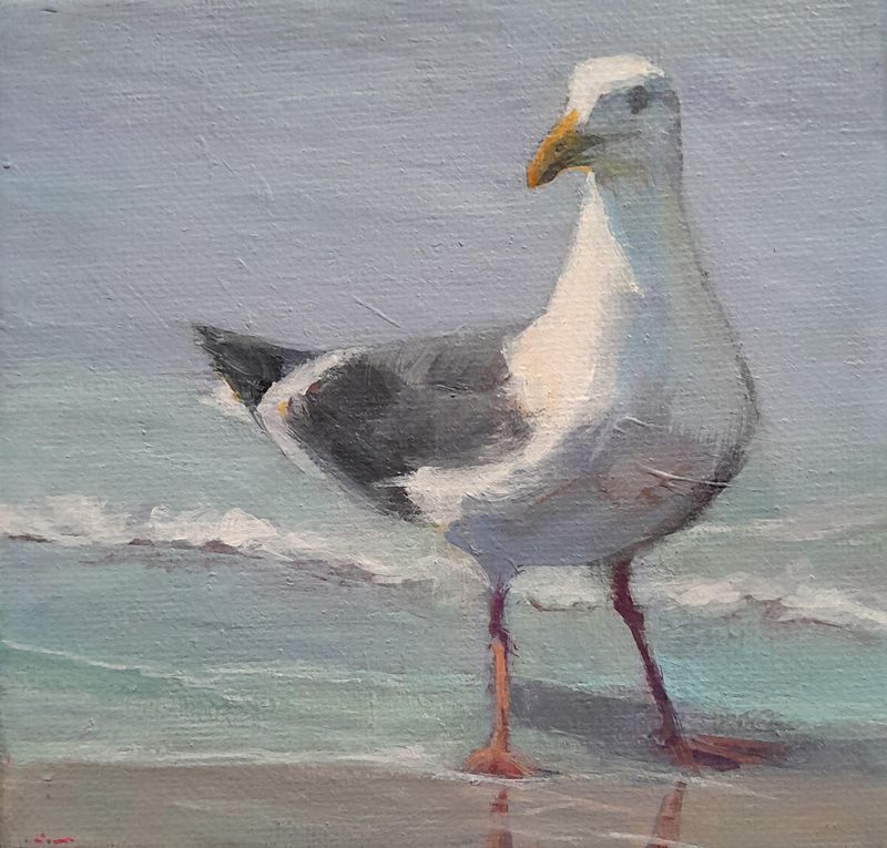 Sunlit Seagull - Sheila Harnish Sunlit Seagull - Sheila Harnish