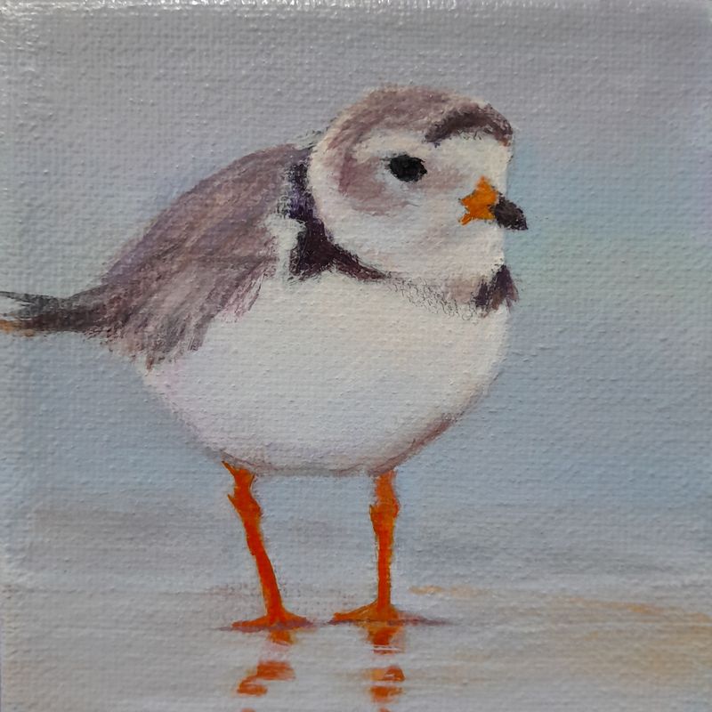 Plover 3 - Sheila Harnish Plover 3 - Sheila Harnish