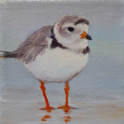 Plover 3 - Sheila Harnish Plover 3 - Sheila Harnish