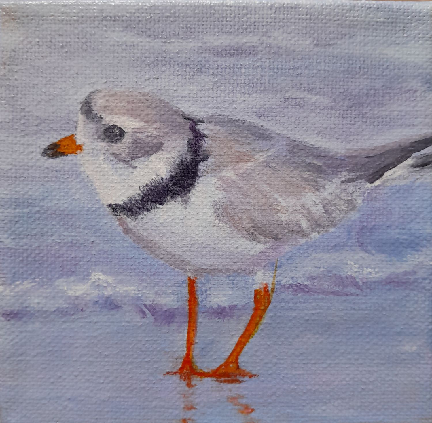 Plover 2 - Sheila Harnish Plover 2 - Sheila Harnish