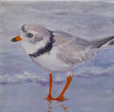 Plover 2 - Sheila Harnish