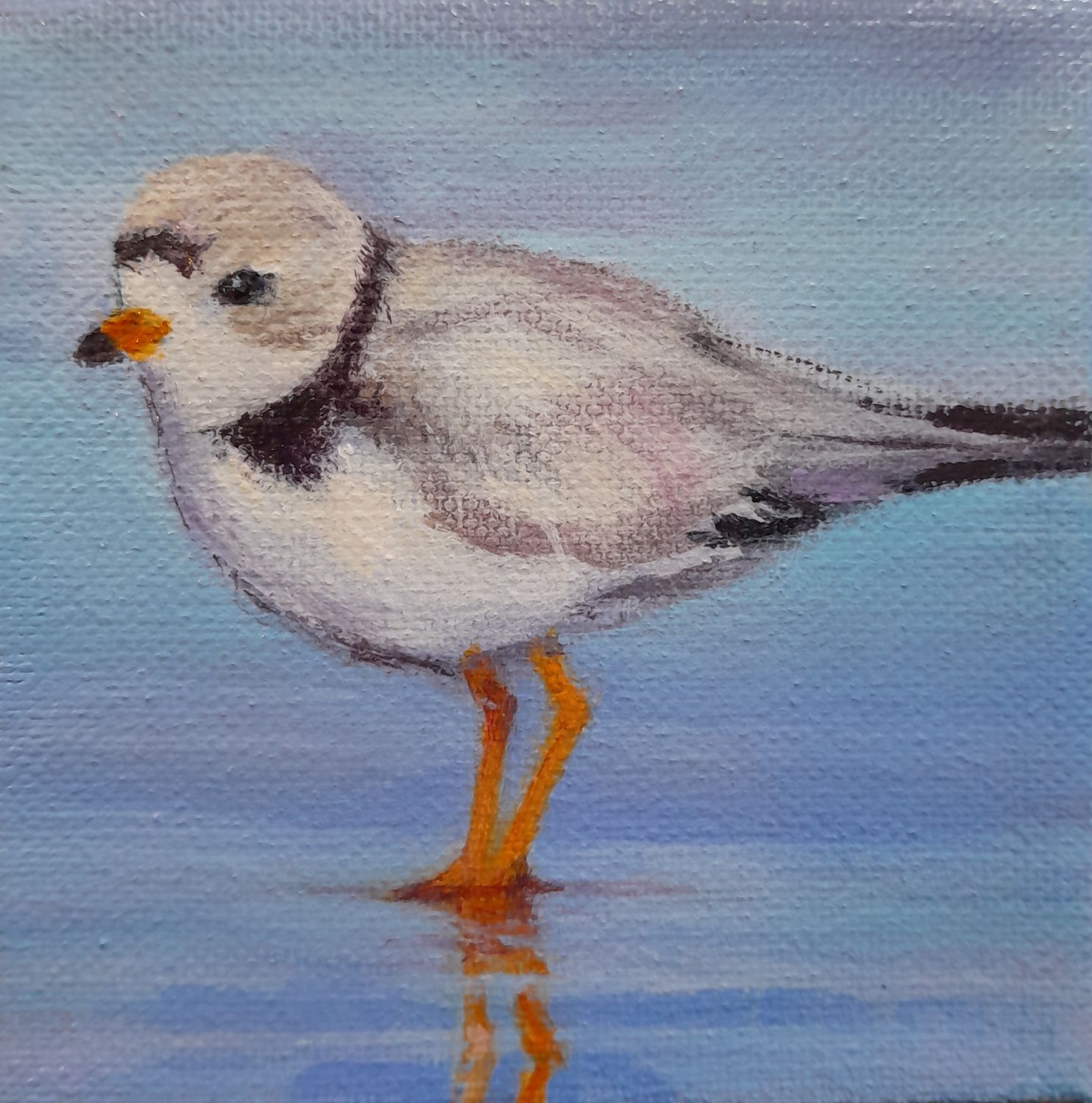 Plover 4 - Sheila Harnish