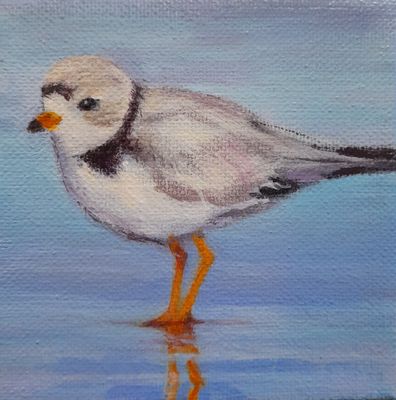 Plover 4 - Sheila Harnish Plover 4 - Sheila Harnish