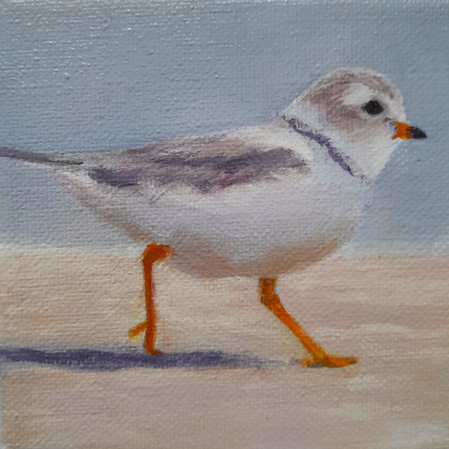 Plover 1 - Sheila Harnish Plover 1 - Sheila Harnish