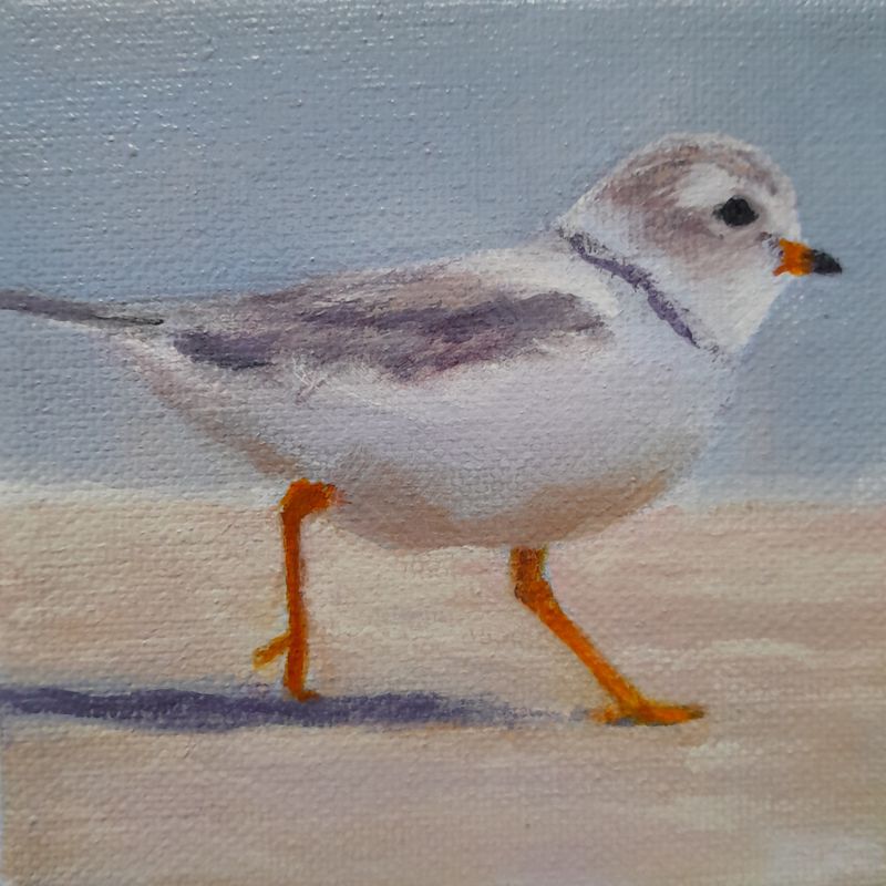 Plover 1 - Sheila Harnish Plover 1 - Sheila Harnish