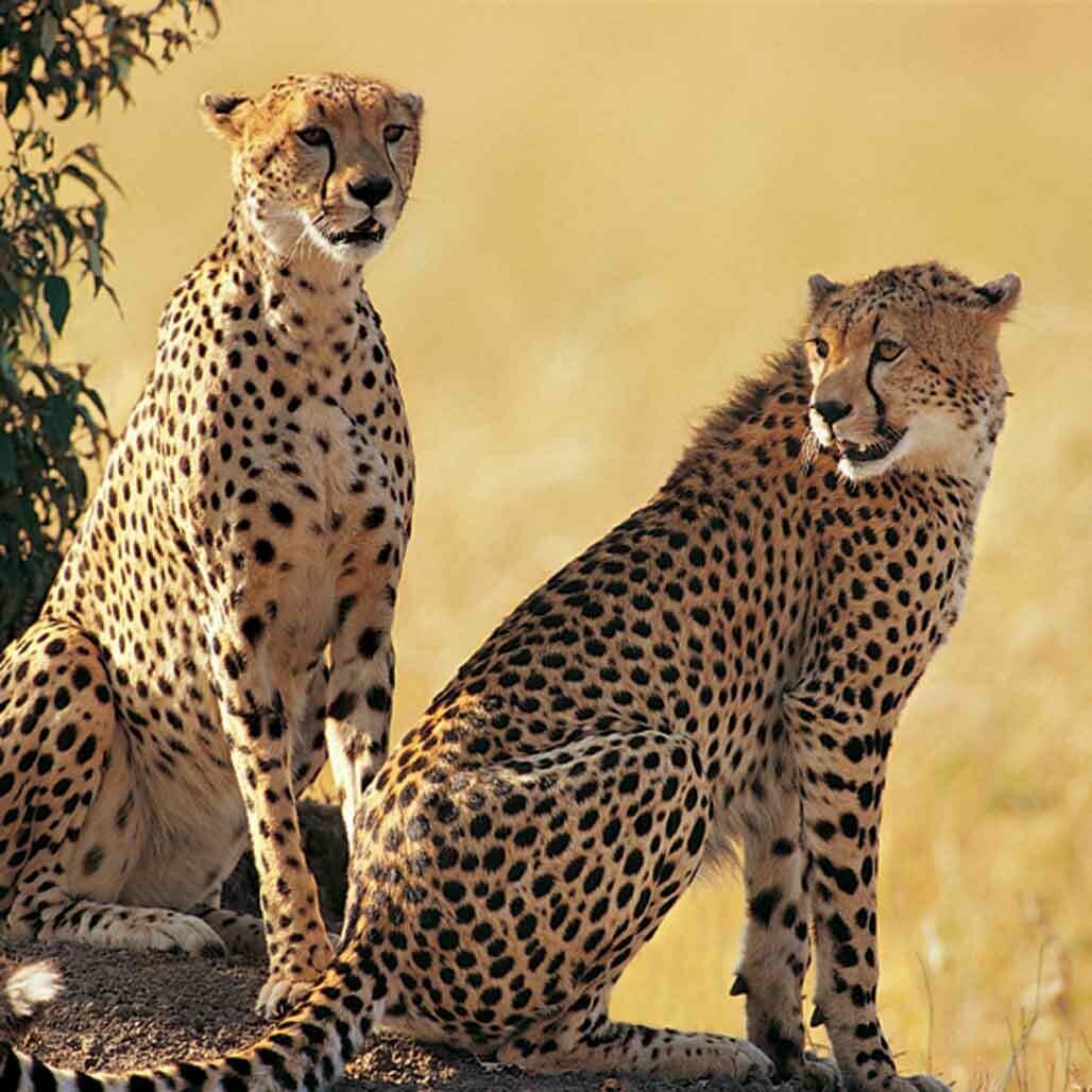 Microfiber cloth premium quality &#39;Cheetahs&#39; 18x18cm