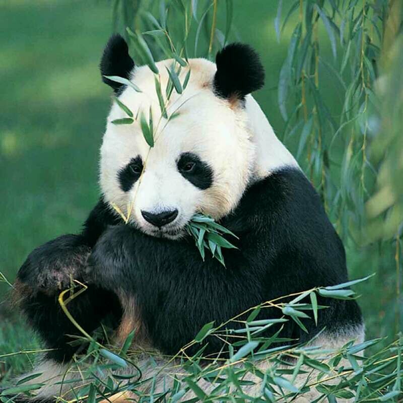 Microfiber cloth premium quality &#39;Panda&#39; 18x18cm