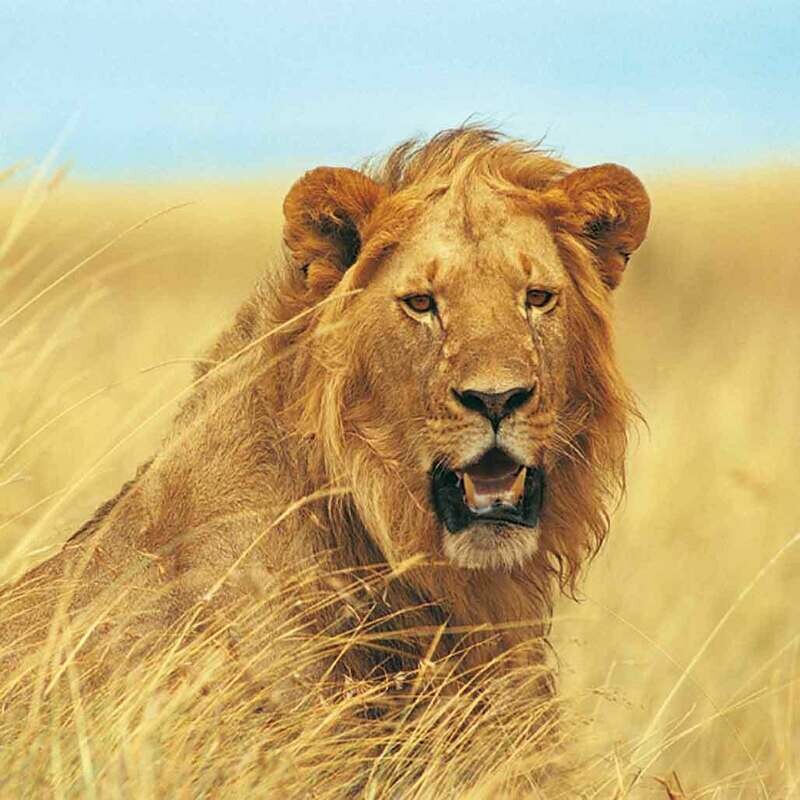 Microfiber cloth premium quality &#39;Lion&#39; 18x18cm