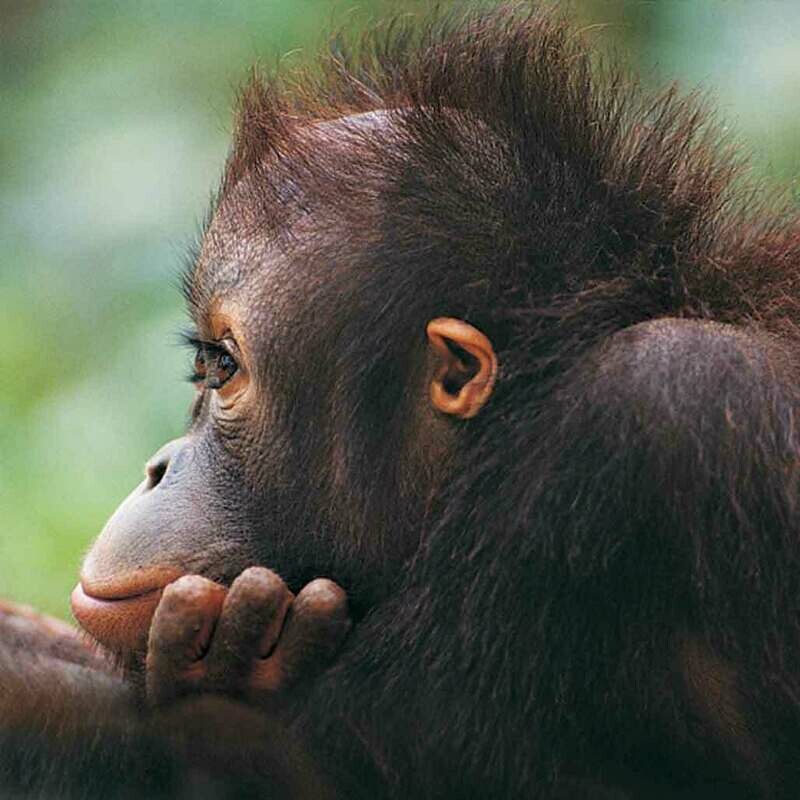 Microfiber cloth premium quality &#39;Orangutan&#39; 18x18cm