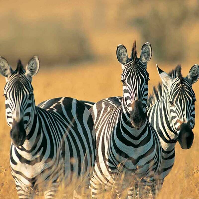 Microfiber cloth premium quality &#39;Zebras&#39; 18x18cm