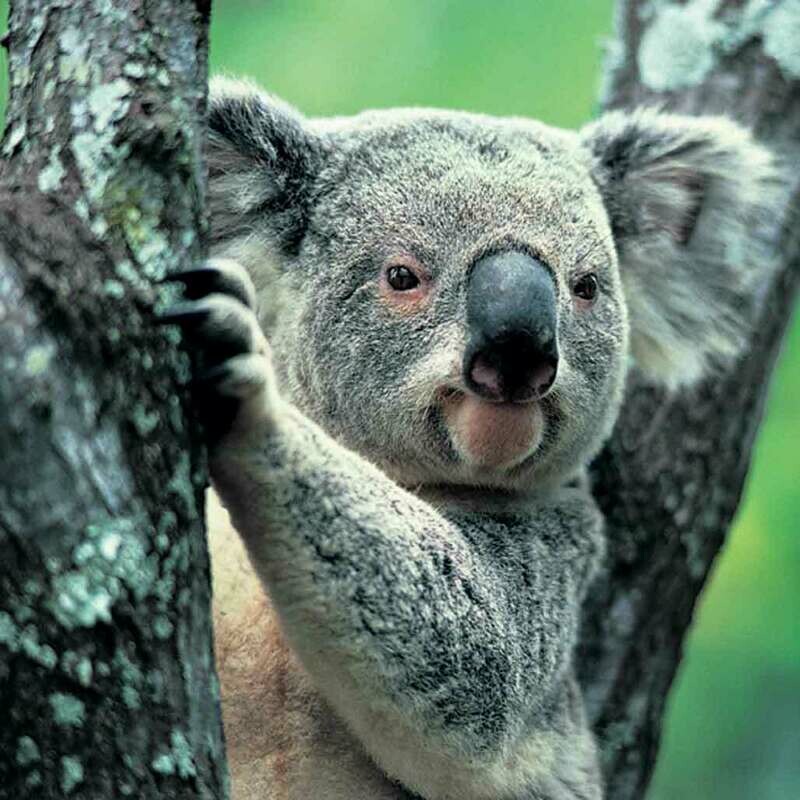Microfiber cloth premium quality &#39;Koala&#39; 18x18cm