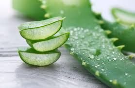 ALOE FOREVER