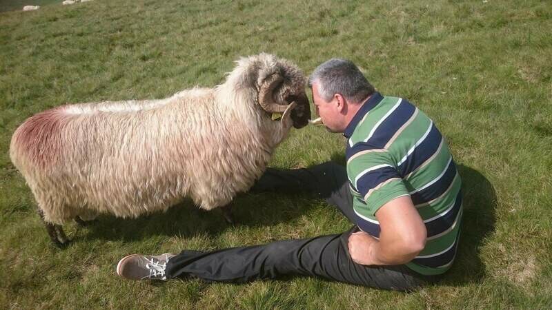 Romanian sheep
اغنام رومانى