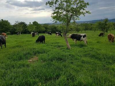 Sheep and cows