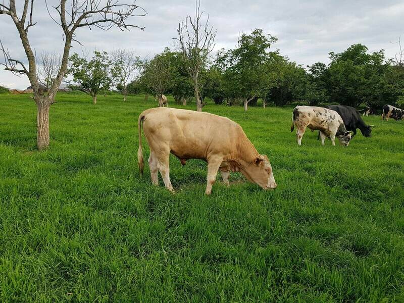 Roman cows
ابقار روماني