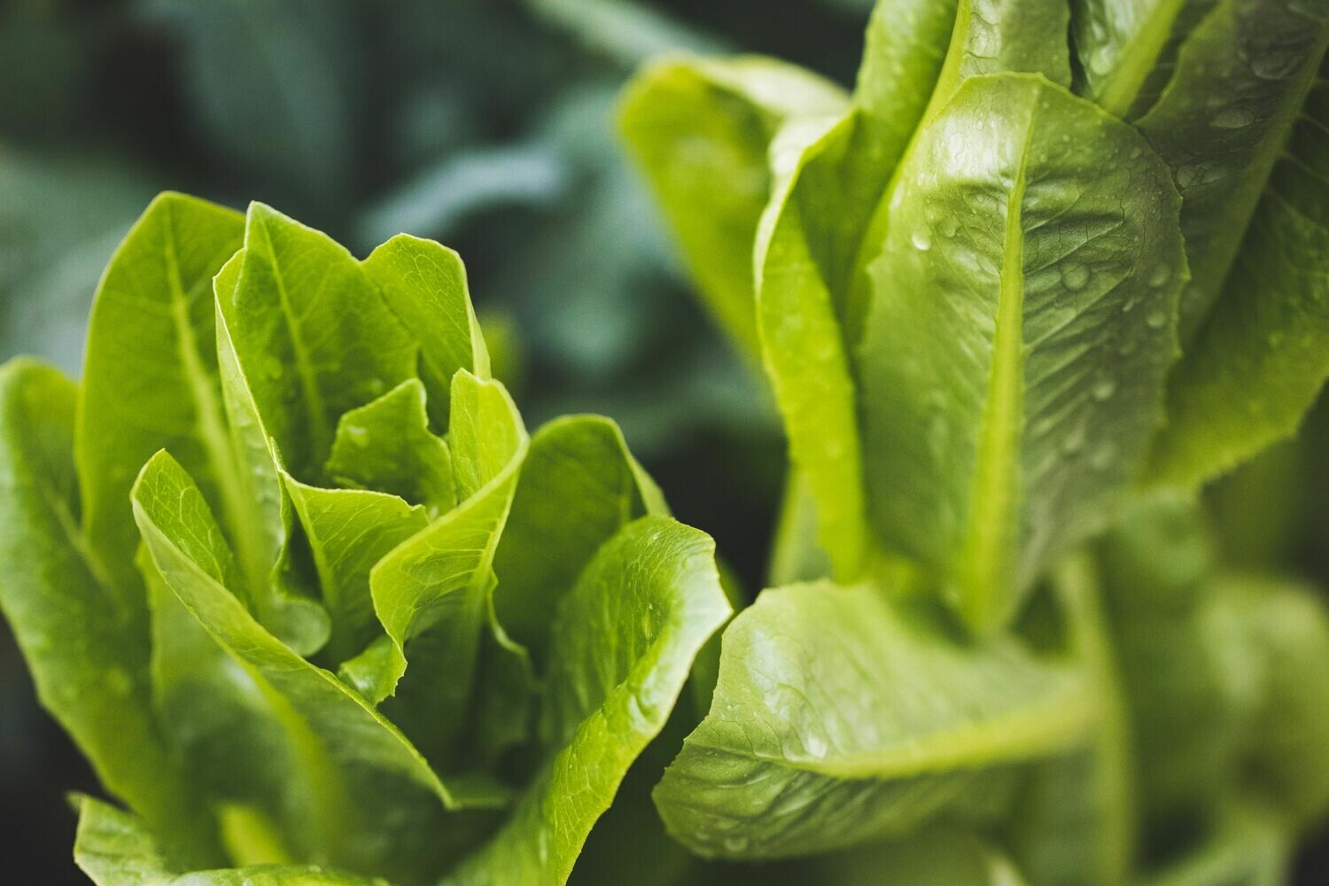 ROMAINE HEARTS (2) ROMAINE HEARTS (2)