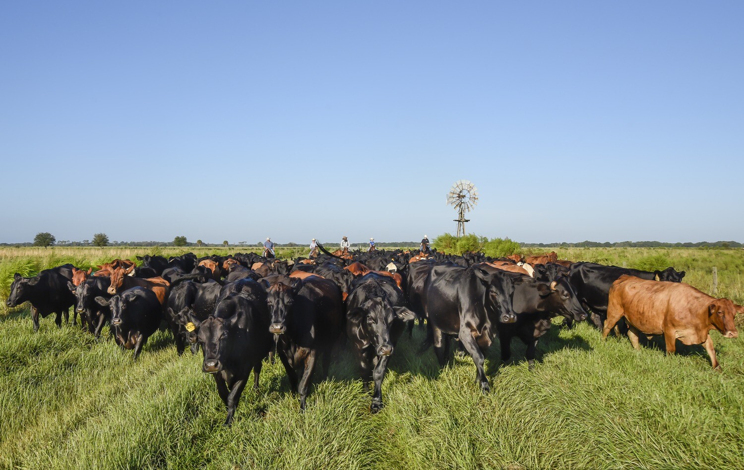 Blackbeard's Ground Beef (Choice) 5lb @ $8.00/lb. Frozen.