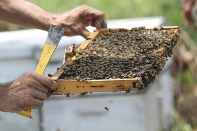 Miakka Prairie Honey; 12 oz.