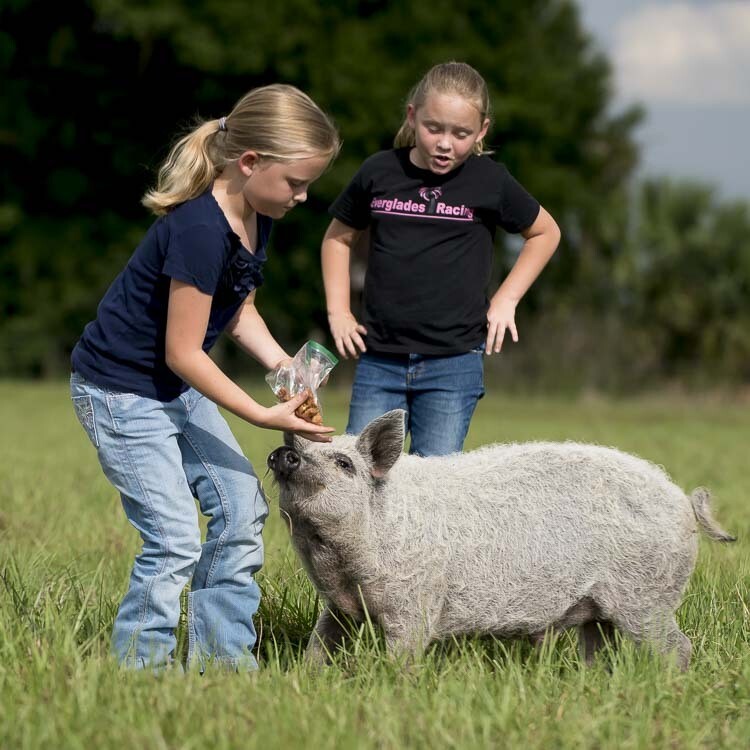 Pork Fresh Ham Roast (Average 3.5 lbs. @ $10/lb.) Pork Fresh Ham Roast (Average 3.5 lbs. @ $10/lb.)