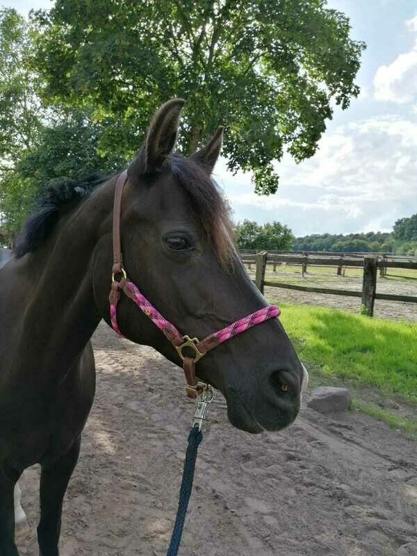 Pferdehalfter Tauhalfter mit Leder, komplett handgenäht, für Mini Shetty, Shetty, Pony, Cob, Warmblut, Kaltblut ab 154 Euro