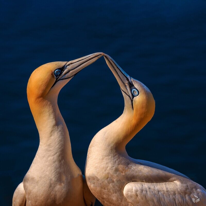 Foto Datei - Basstölpel auf Helgoland, Abmessung nach Wunsch, max. Höhe 190 cm x Breite 190 cm - zum Selbstdruck, Lieferung per filesharing, ab 24 € Foto Datei - Basstölpel auf Helgoland, Abmessung nach Wunsch, max. Höhe 190 cm x Breite 190 cm - zum Selbstdruck, Lieferung per filesharing, ab 24 €