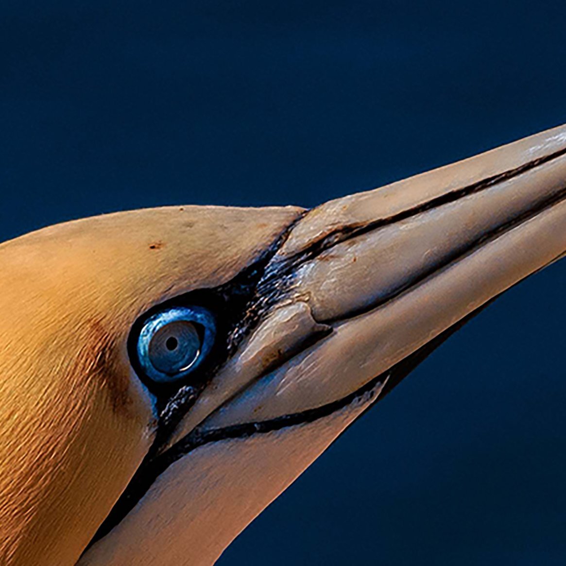 Foto Datei - Basstölpel auf Helgoland, Abmessung nach Wunsch, max. Höhe 190 cm x Breite 190 cm - zum Selbstdruck, Lieferung per filesharing, ab 24 €