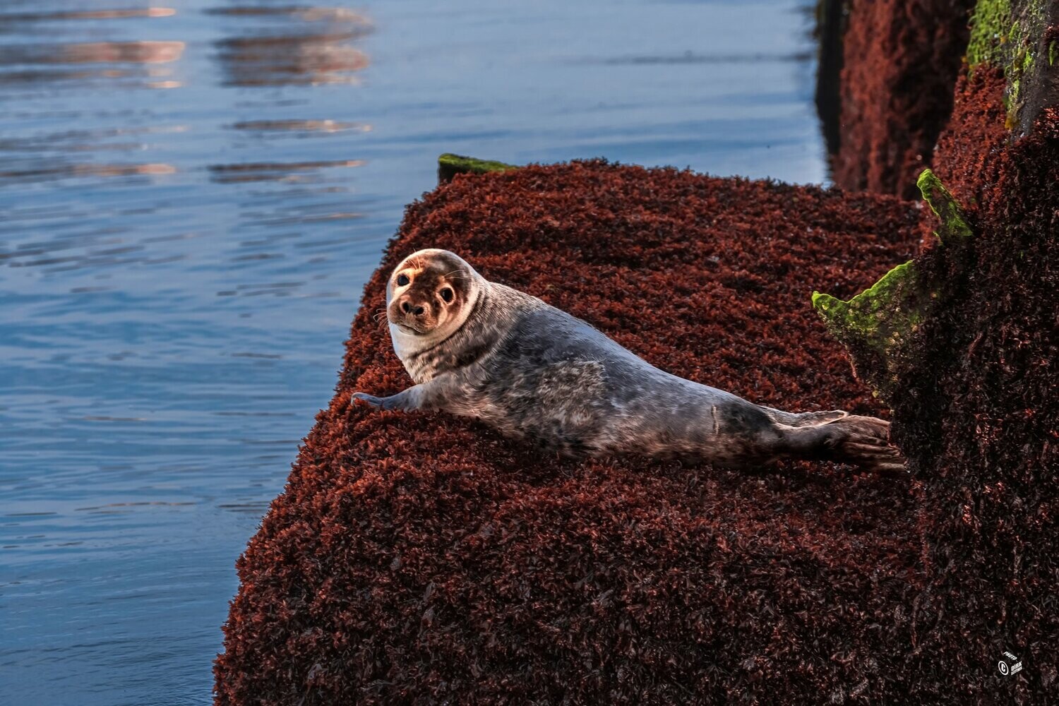 Foto Datei Wunschgröße - Kegelrobbe auf Helgoland