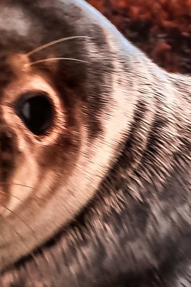 Foto Datei Wunschgröße - Kegelrobbe auf Helgoland