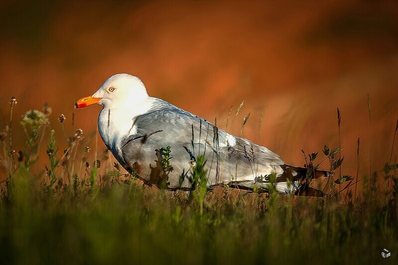 Foto Datei Wunschgröße - Möwe auf Helgoland