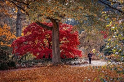 Foto Datei Wunschgröße - Wunderbare Herbstfarben in Hamburg