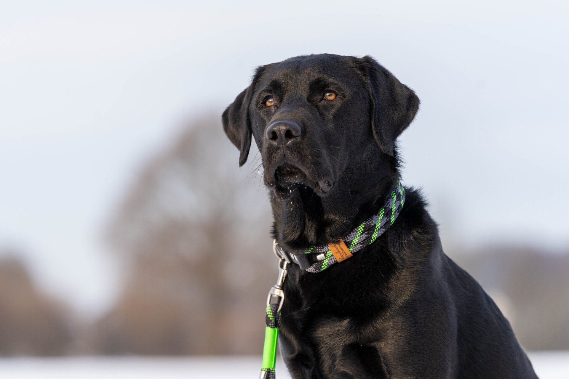 Hundeleine, verstellbar, schwarz, grau, neongrün