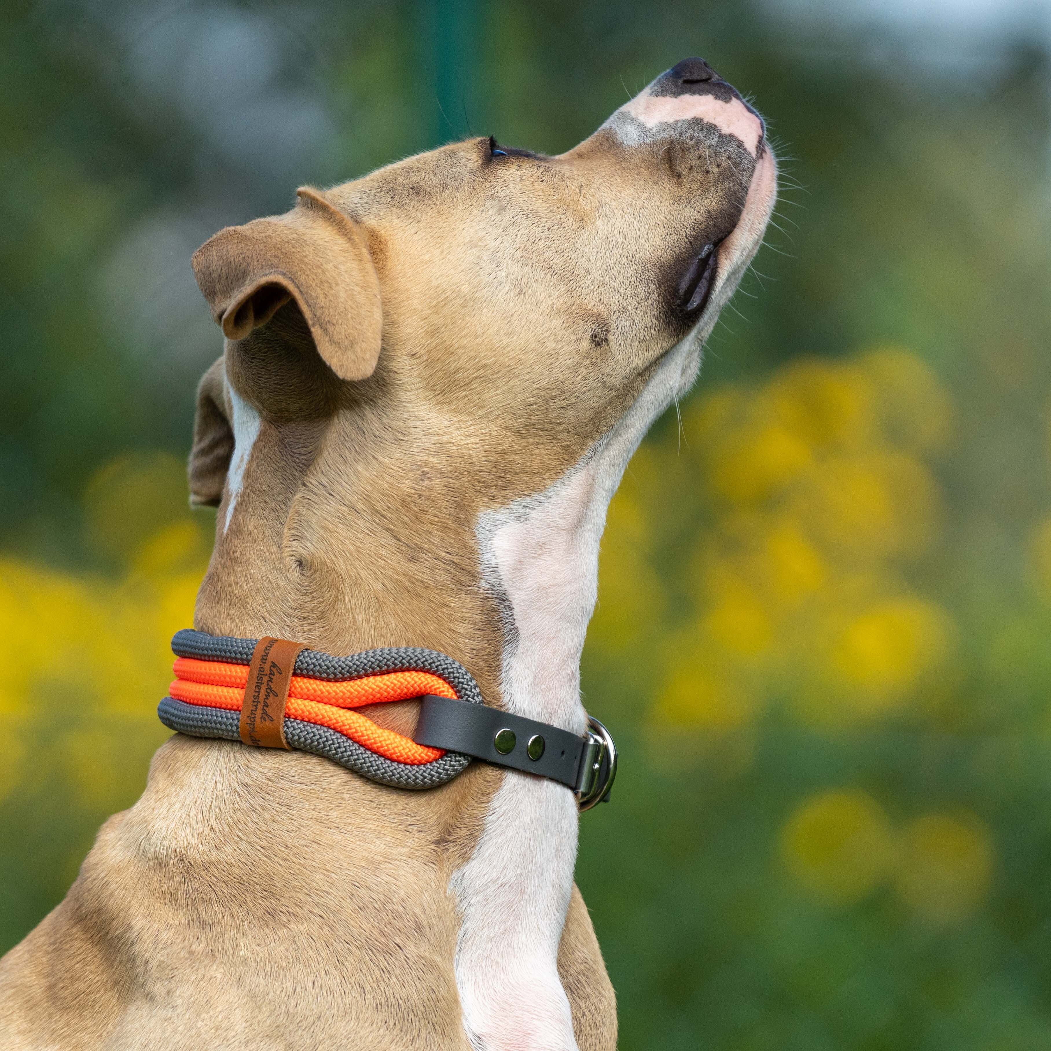 Halsband, vierfach, Farbe anthrazit, neonorange, mit Leder und Schnalle ab 35 cm Halsumfang
