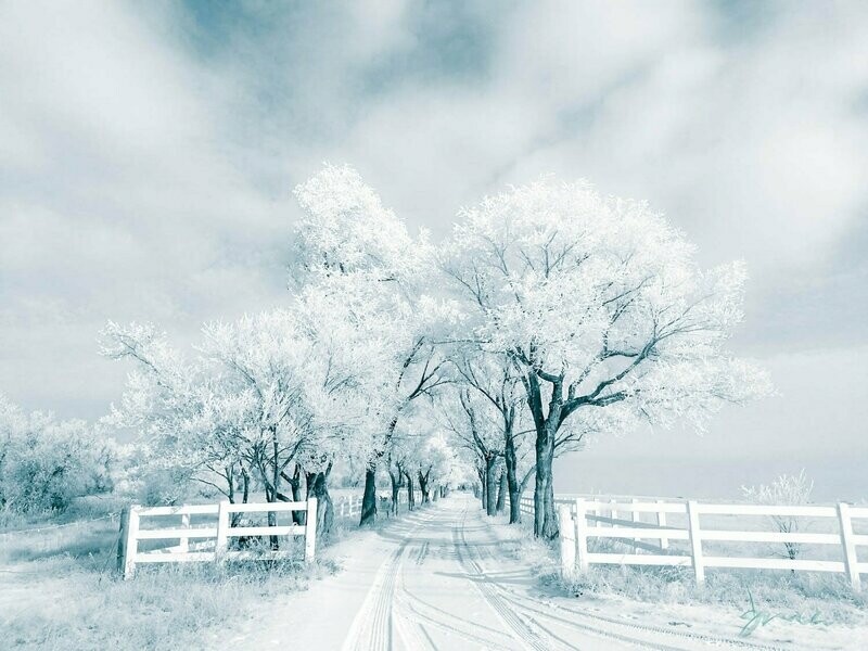 mystical morning ~ photography art multi-size wall decor print