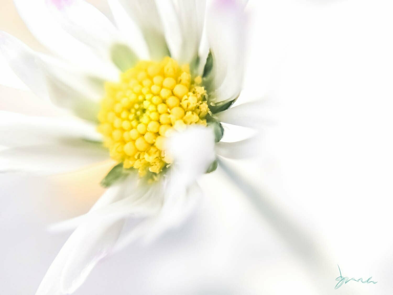 reviving ~ photography art multi-size wall decor print