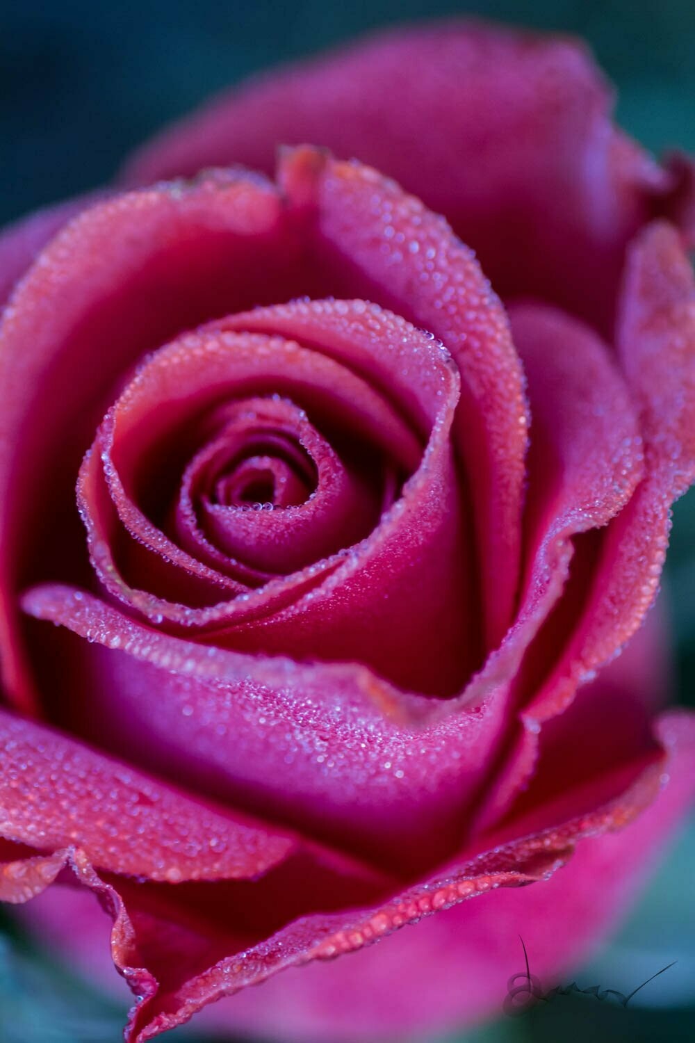 dreamy ~ rose photography art multi-size wall decor print