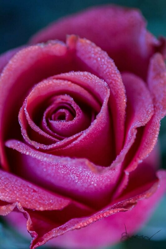dreamy ~ rose photography art multi-size wall decor print