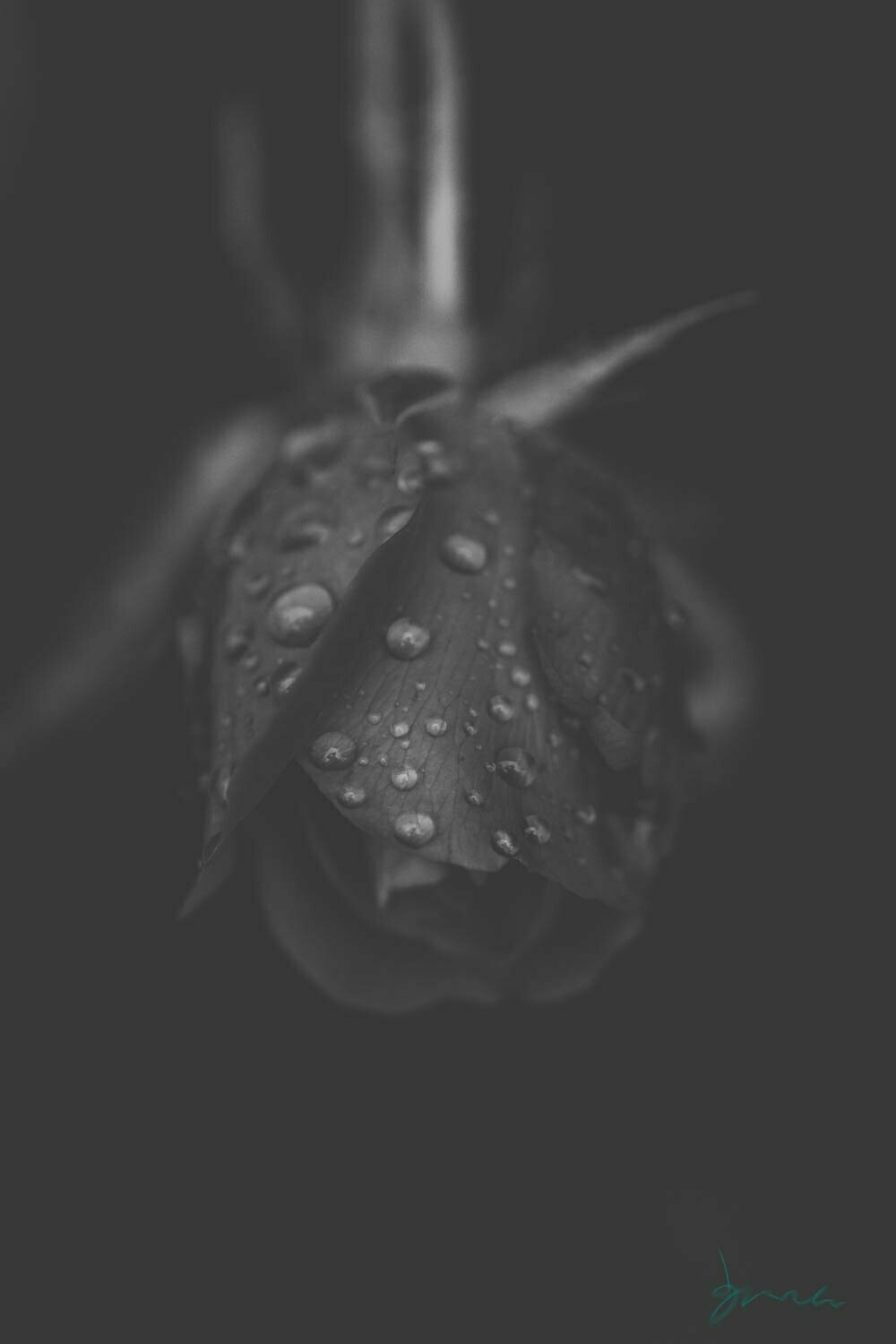 mysterious ~ photography art multi-size wall decor print