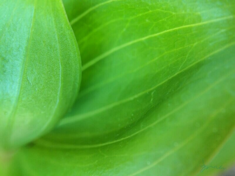 youthful ~ photography art multi-size wall decor print