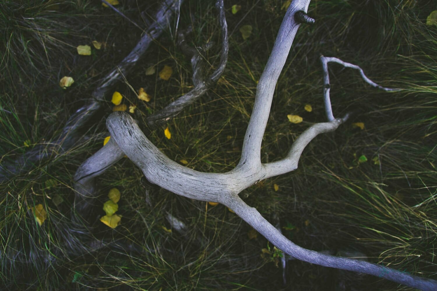entwine ~ photography art multi-size wall decor print