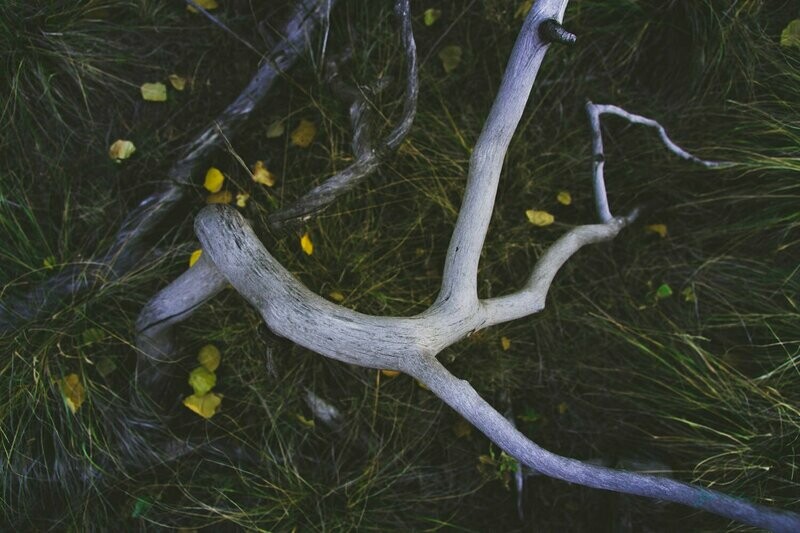 entwine ~ photography art multi-size wall decor print