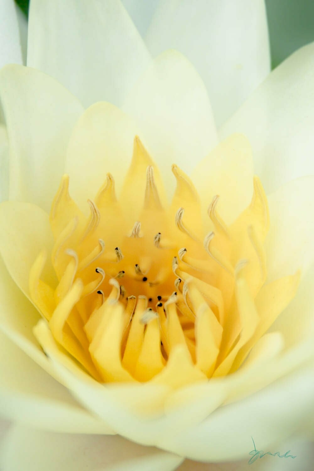 confidence  ~ photography art multi-size wall decor print
