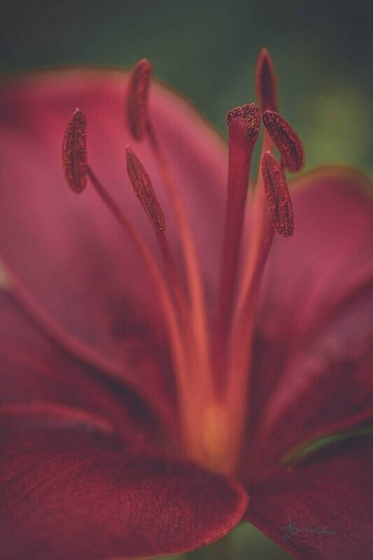 eruthros ~ photography art multi-size wall decor print