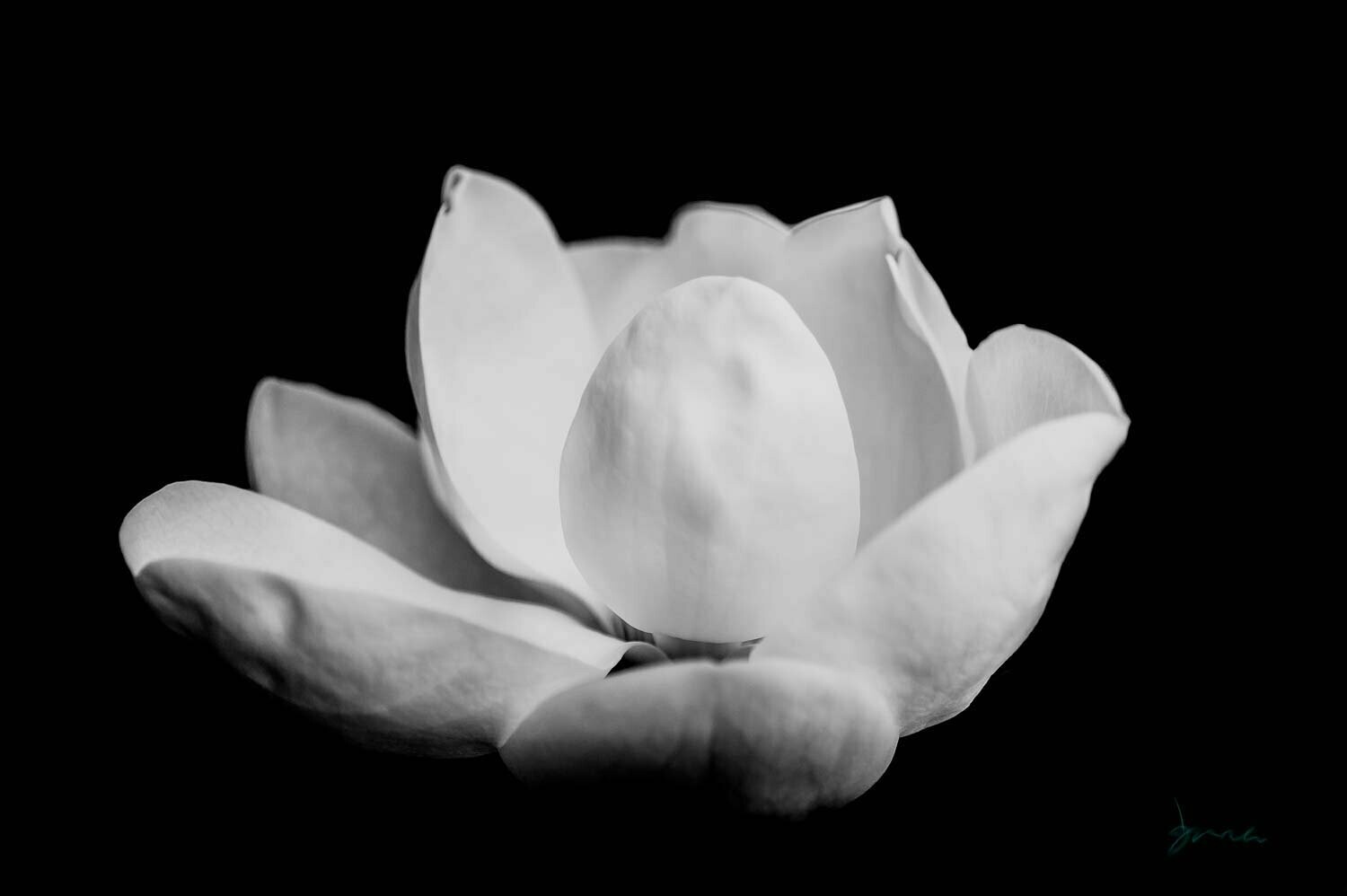 baut ~  black and white magnolia photography art multi-size wall decor print